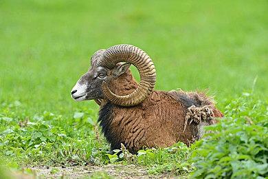 《真女神转生5》恶魔介绍：日本妖鬼一本踏鞴